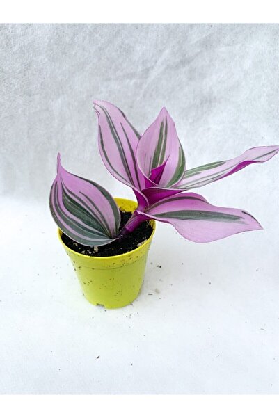 serada decor & plant Serada Decor&plant Pembe Telgraf Çiçeği Tradescantia Nanouk 5.5 Cm Saksı