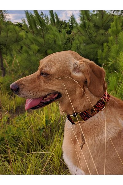 UTDpet Tiger Dog Collar