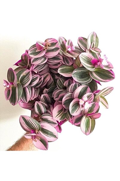 serada decor & plant Serada Decor&plant Mor Telgraf Çiçeği Nanouk Zebrina Sukulent 5,5 Cm 1.kalite