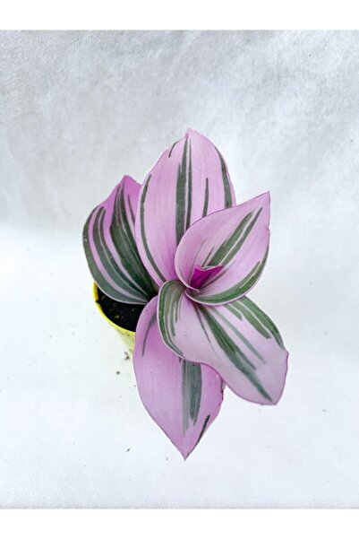 serada decor & plant Serada Decor&plant Pembe Telgraf Çiçeği Tradescantia Nanouk 5.5 Cm Saksı