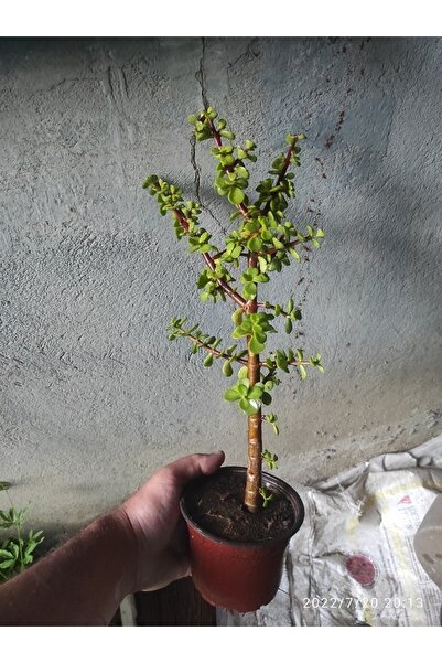 yeşilsera Bonsai Minik Ağaç Bonzai Gövde Carmona 25 Cm Masa Üstü Bitki Ev Bit...
