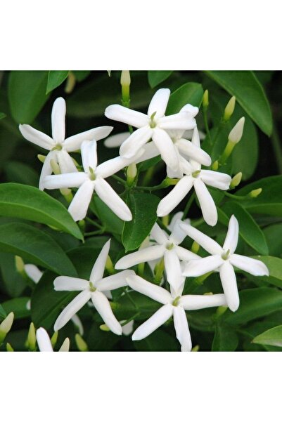 Fidan & Peyzaj - Arap Yasemin (40 - 50 Cm. Boyda) (jasminum Sambac)