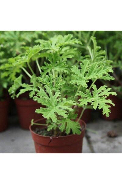 serada decor & plant Serada Decor&plant Saksılı Itır Fidanı Fidesi Gül Kokulu 10-20 Cm Itır001