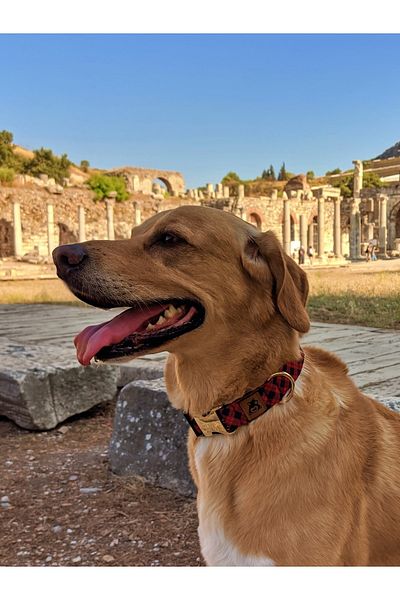 UTDpet Stylish Dog Collar