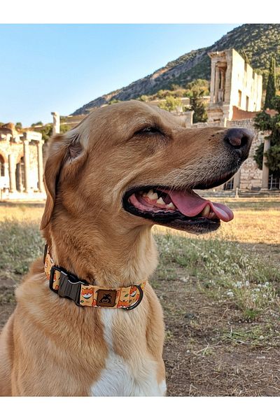 UTDpet Shiba Dog Collar Midlite