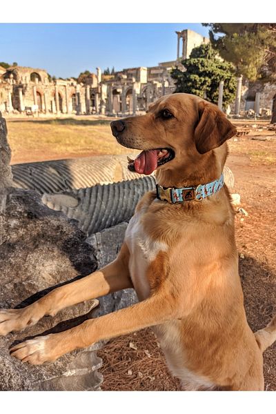 UTDpet Tigerfly Dog Collar