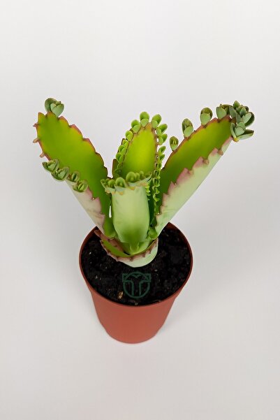 Toptan Kaktüs Aşkın Gözyaşları Çiçeği Kalanchoe Daigremontiana Yeşil Çiçekli 5.5 Cm Saksıda