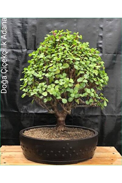 Genel Markalar Para Ağacı Bereket, Iyi Şans Ve Para Çiçeği Yeşim Ağacı