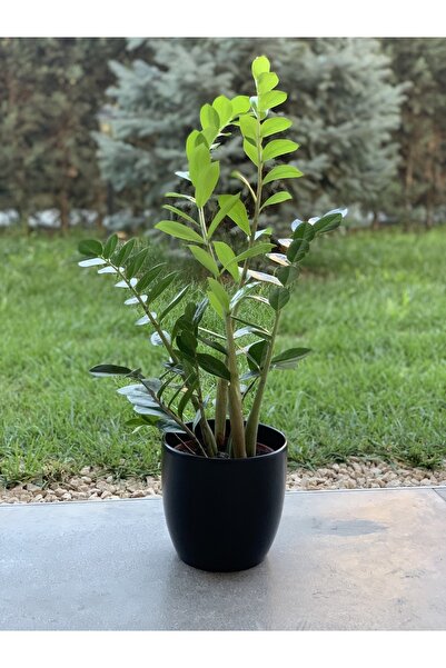 BİTKİ KARAVANI Zamia Bitkisi 80 Cm