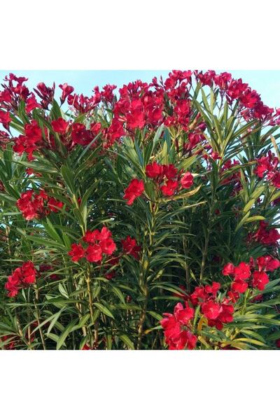 Genel Markalar Kırmızı Zakkum Fidanı ( Nerium Oleander ) Bodur Zakkum