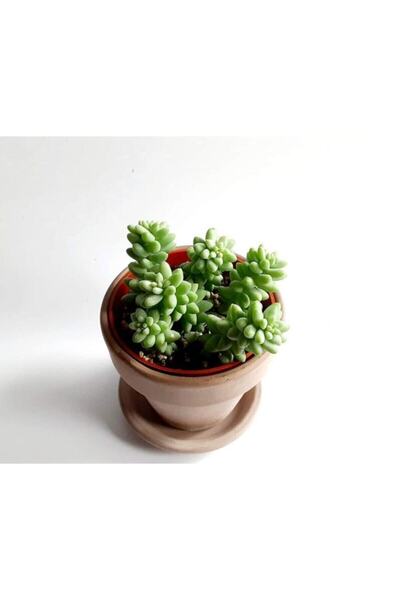 serada decor & plant Sedum Burrito Morganianum (EŞEK KUYRUĞU) Sukulent Bitki