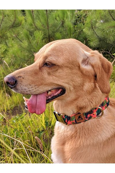 UTDpet Toucan Dog Collar
