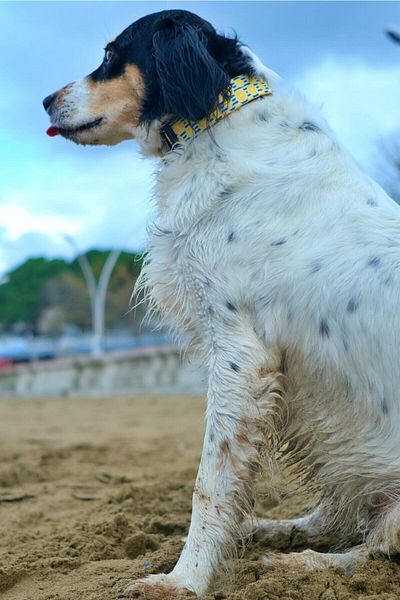 UTDpet Lemona Dog Collar