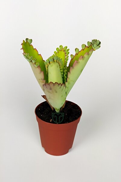 Tears of Love Flower Kalanchoe Daigremontiana Green Flowering 5.5 Cm in Pot