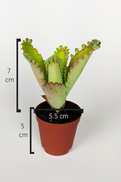 Toptan Kaktüs Aşkın Gözyaşları Çiçeği Kalanchoe Daigremontiana Yeşil Çiçekli 5.5 Cm Saksıda