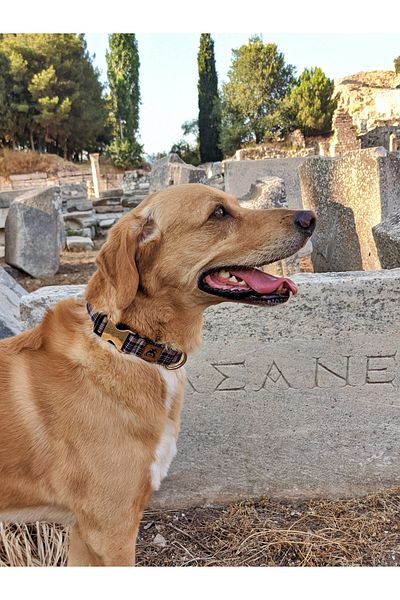 UTDpet Classy Dog Collar