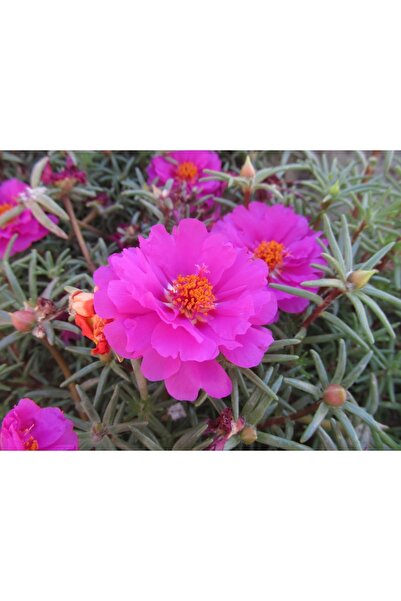 ŞİFAGIDA Ipek Çiçeği Kedi Tırnağı Çiçeği Fidesi Saksıda 1 Adet (pembe)