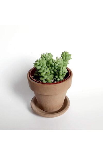 serada decor & plant Sedum Burrito Morganianum (EŞEK KUYRUĞU) Sukulent Bitki