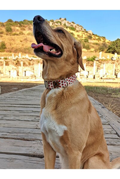 UTDpet Ladybug Dog Collar