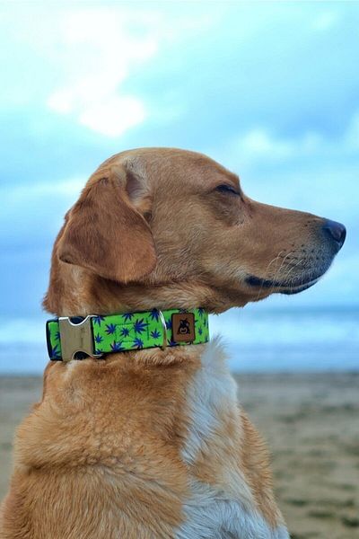 UTDpet Dog Collar Xsmall - Leaves