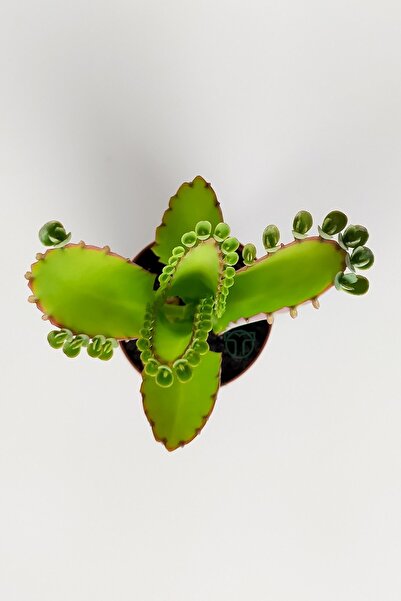 Toptan Kaktüs Aşkın Gözyaşları Çiçeği Kalanchoe Daigremontiana Yeşil Çiçekli 5.5 Cm Saksıda