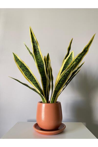 odka 7litre Armut Saksı Tabaklı 17cmx17cm Kiremit Renk