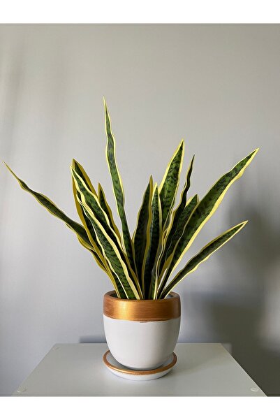 odka 8litre Saksı Tabaklı Yükseklik:17cm Çap:19cm Beyaz Gold