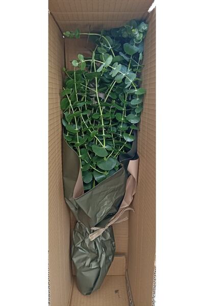 ABS Kuru Çiçek Şoklanmış Okaliptus Demeti Yeşil (50 Cm)