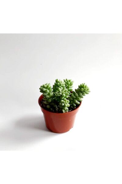 serada decor & plant Sedum Burrito Morganianum (EŞEK KUYRUĞU) Sukulent Bitki
