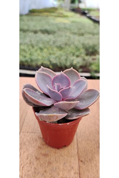 Ravza Çiçekçilik Echeveria Purple Pearl ( 5.5 Cm Saksıda )
