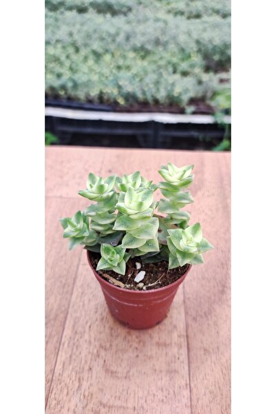 Genel Markalar Crassula Perforata Variegata ( 5.5 Cm Saksıda )
