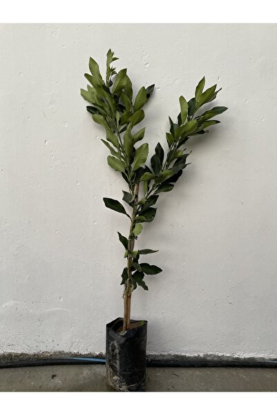 NARENCİYE FİDANIM Ağaç Kavunu-şadok (citrus Pomelo) Fidanı 2-3 Yaş 110-130cm