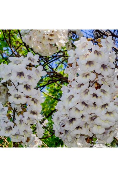 mutbirlik Paulownia Beyaz Çin Kavağı Ağacı Fidesi -5adet-