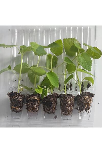 mutbirlik Paulownia Beyaz Çin Kavağı Ağacı Fidesi -5adet-