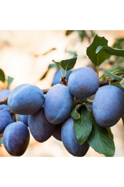 NARENCİYE FİDANIM Tüplü Aşılı 3 Yaş Mürdüm Eriği Fidanı