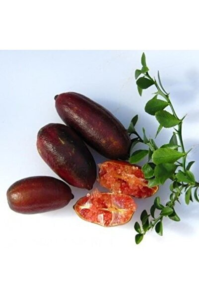 Havyar Limon Aşılı Byron Sunshire Finger Lime