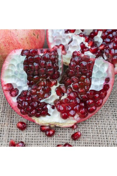 mutbirlik Hicaz Nar Fidesi-5adet-