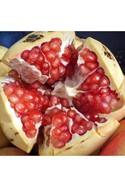 mutbirlik Tüplü Nadir Çeşit Çok Iri Meyveli Keben (33n16) Nar Fidesi-5adet-