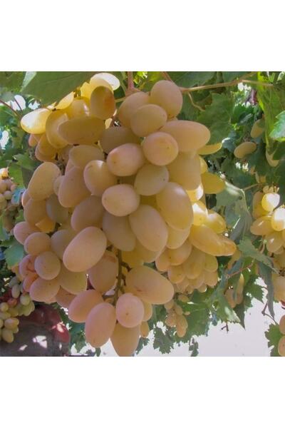 mutbirlik Tüplü Fidan Hatun Parmağı Üzüm Fidesi-5adet-