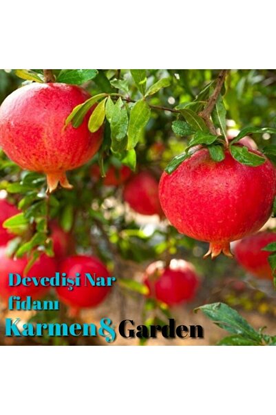 Karmen Nar Fidanı Devedişi Tüplü 2 Yaş