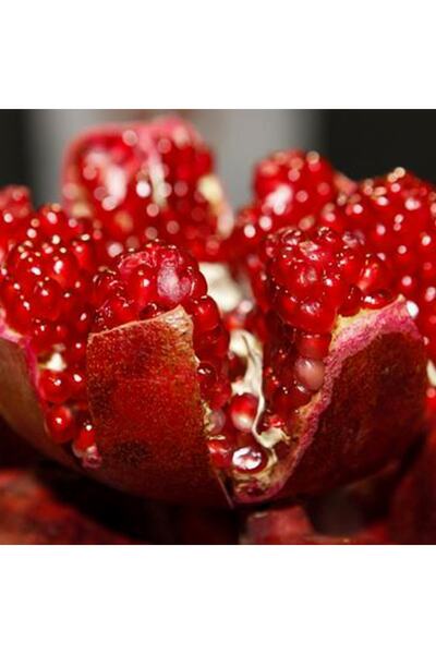 mutbirlik Tüplü Nadir Bulunan Tatlı Çekirdeksiz Nar Fidesi-5adet-