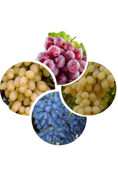 mutbirlik Kokulu Üzüm Fidesi Pakedi -5 Adet-