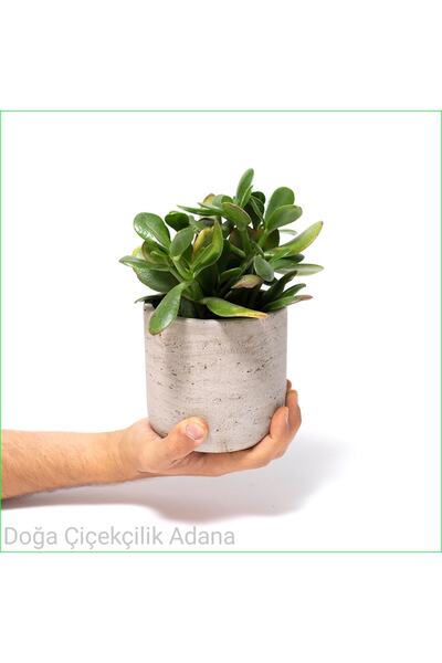 Genel Markalar Seramik Saksıda Para Ağacı Bereket Ağacı Crassula Ovata 001