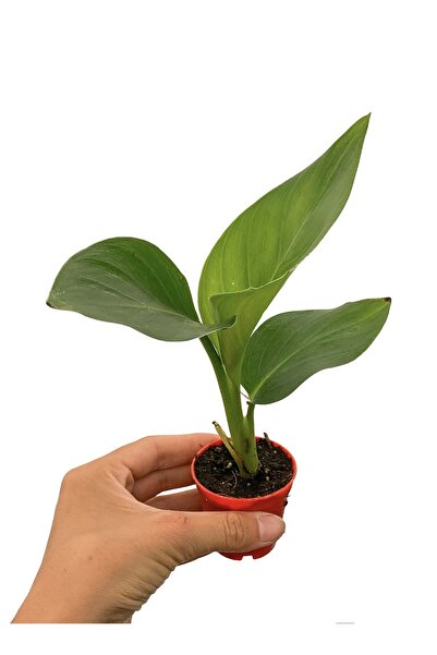retro çiçekçilik Mini Saksıda Starliçe Cennet Kuşu Çiçeği Strelitzia Nicolai