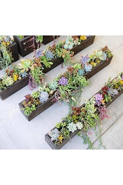 Genel Markalar Ahşap Saksı Uzun İnce Medium Eskitme Aranjman Sukulent Özel Tasarım Çiçeklik Sunumluk Saksılık