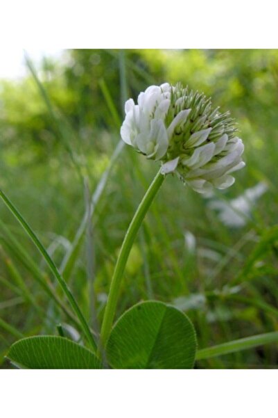 DSV Süs Yoncası ( Trifolium Repens )-bodur Yonca Tohumu- Taş Yonca Tohumu-1 Kg