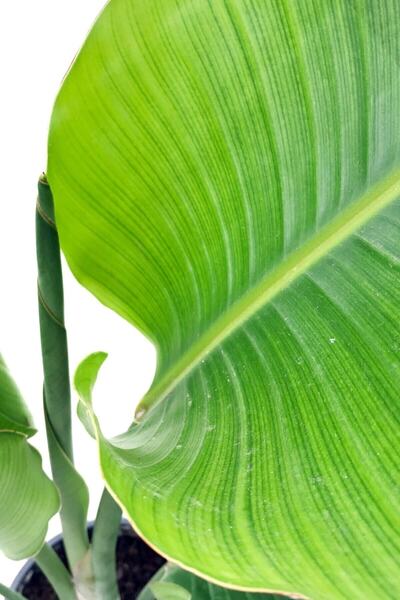 Cemre Garden Strelitzia Nicolai 'starliçe' - Beyaz Cennet Kuşu Çiçeği - Ev Ofis Salon Iç Mekan Bitkisi - 40 Cm