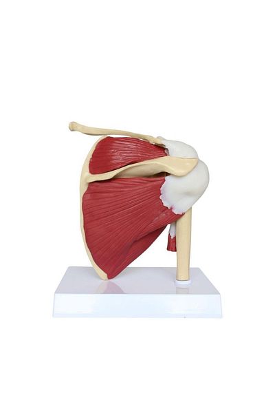 MAXİ Muscular Shoulder Model 33