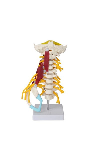 MAXİ Spine Neck Muscle Model 22
