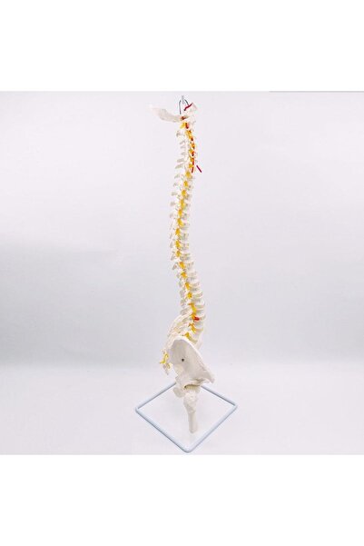 Genel Markalar Omurga Maketi 85 Cm Femurlu Model 16